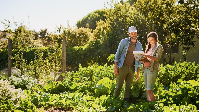 A man and a woman stand in a sun-soaked vegetable garden looking at the sun map they're creating on a pad of paper.
