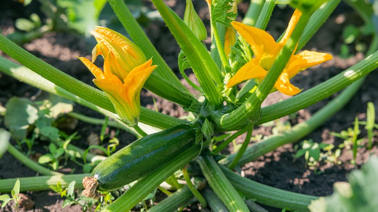 Zucchini growing in garden