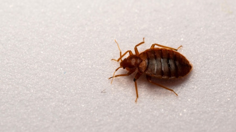 Close up of a bed bug on white surface