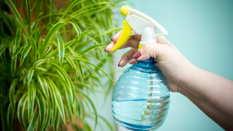 A person mists a spider plant with water in a blue glass spray bottle.