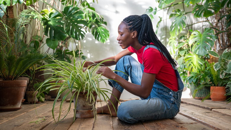 A woman interacts with her spider plant in a room filled with other houseplants.