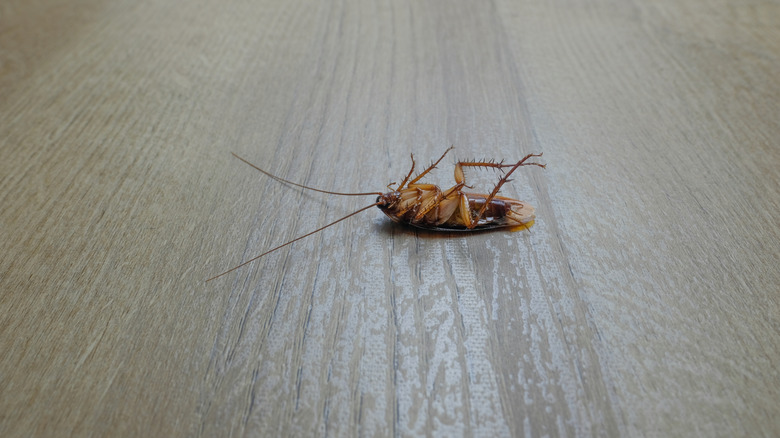 Dead cockroach on the floor