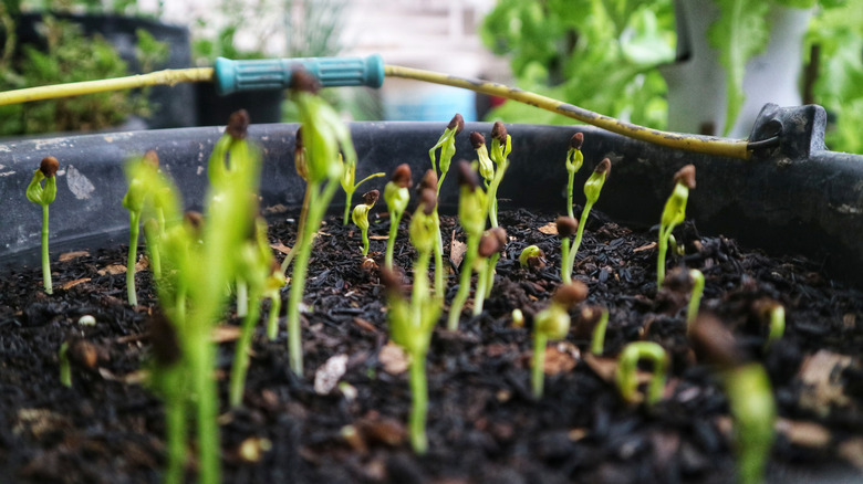 Seedlings sprouting in a bucket