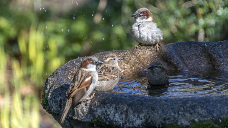 Four birds stand in a bird bath.