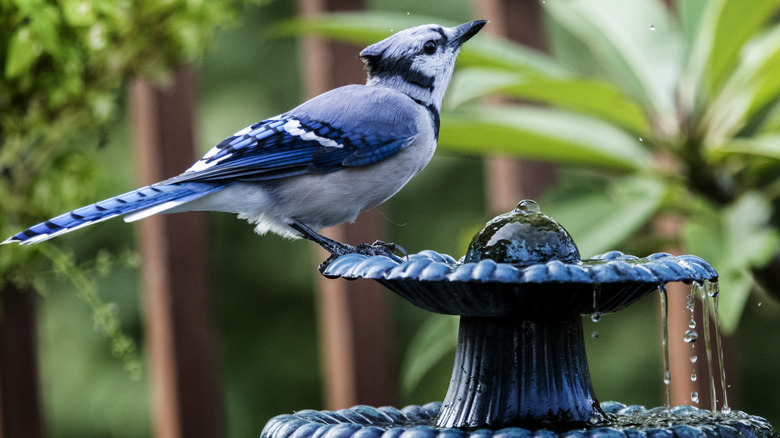 A bird is in a birdbath.