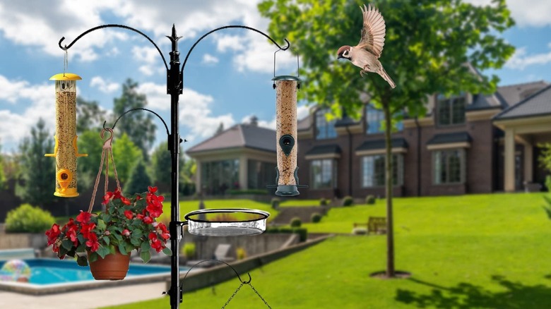 A bird stands on a bird feeder.