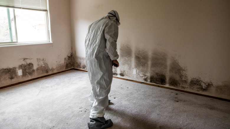 Person cleaning mold on walls inside a house