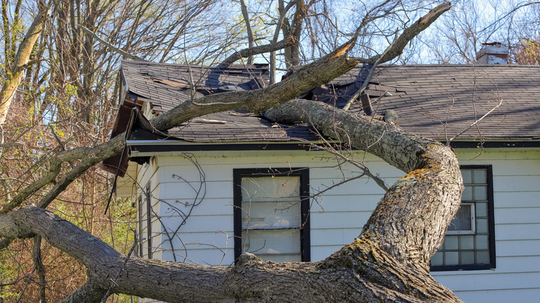 Tree damage on the roof of a house