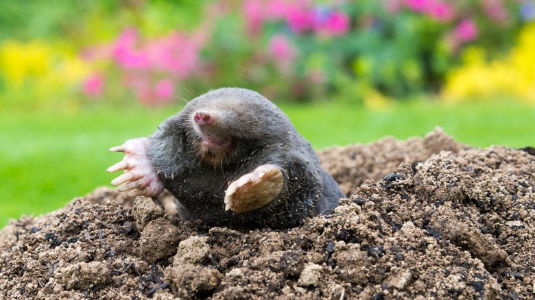 mole above ground