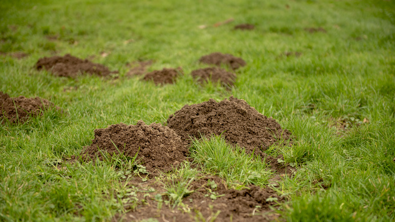 mole hills in a lawn