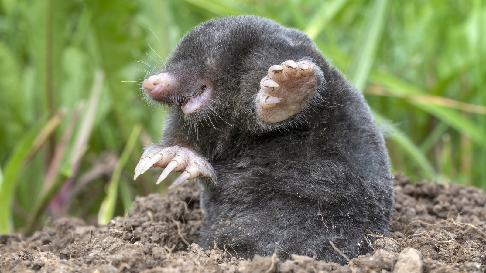 Mole Vs Snake Hole How To Tell Which Is In Your Yard