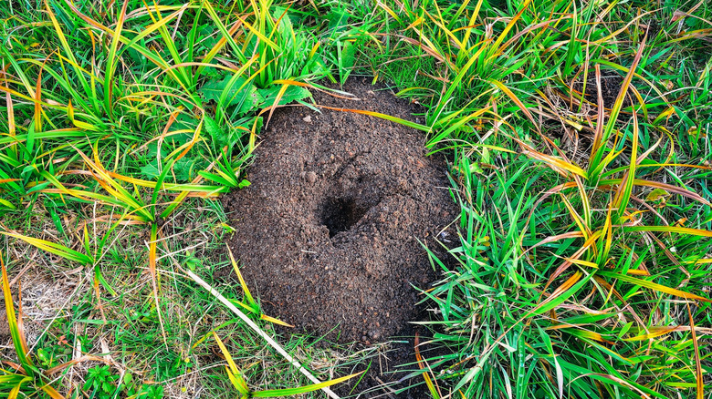 small heap of soil with a hole sits in the yard