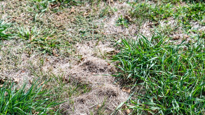 Dead zigzag patch of grass caused by mole activity underground serves as evidence