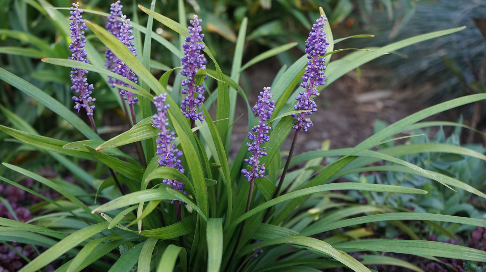 Liriope Big Blue (Lilyturf, Monkey Grass) | lupon.gov.ph