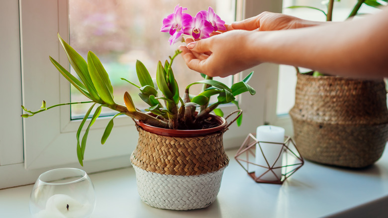 A person takes care of a dendrobium orchid.