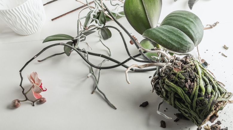 A moth orchid in the process of being repotted.