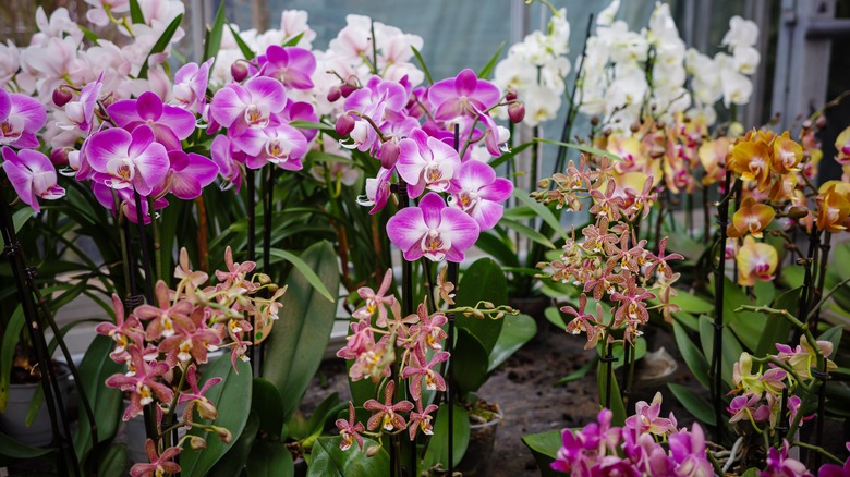Various types of potted orchids on display.