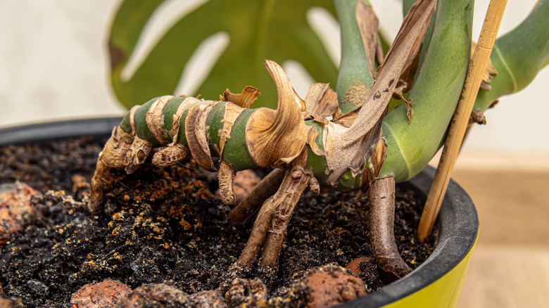 Close up of mostera roots in soil