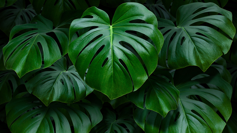 Monstera plant