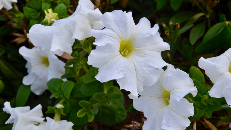 Moonflowers in the garden