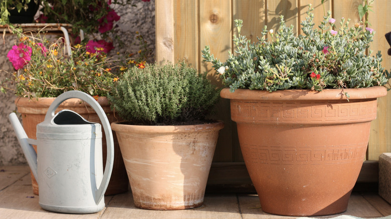 A few terracotta pots planted with flowers and herbs