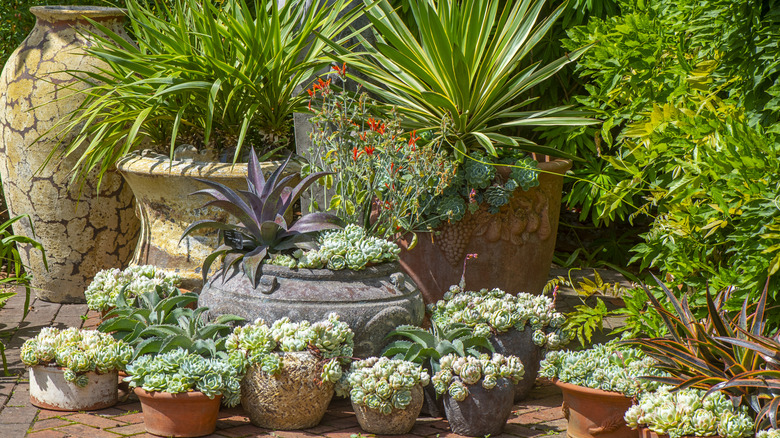 A large container garden filled with different sized pots and a range of succulents