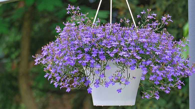 Vibrant purple flowers trailing lobelia in a hanged container
