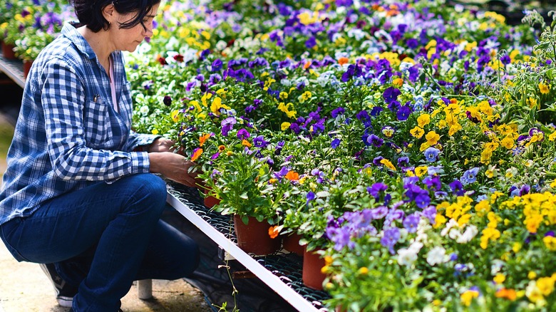 Person kneels next to nursery pots filled with purple, yellow, orange, and white flowers
