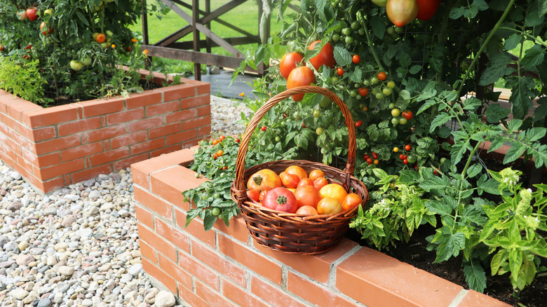 A basket of tomatoes sitting on the edge of a raised brick garden bed