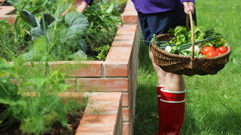 A gardener picking fruits and vegetables from a raised brick garden bed
