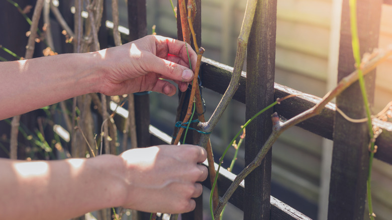 A gardener attaching vines to a wood trellis.