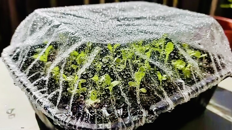 Seedlings grow under the protection of a shower cap.