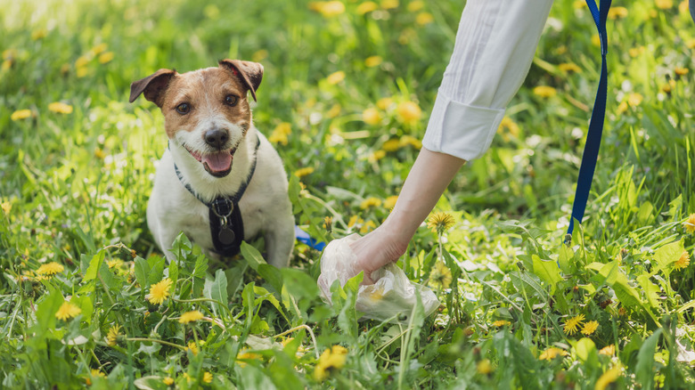 Woman uses shower cap to pick up dog waste as doggy looks on.