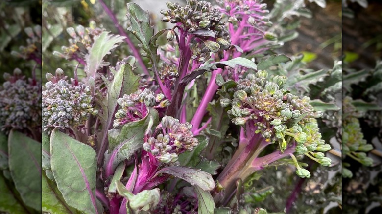 closeup on Purple Peacock broccoli