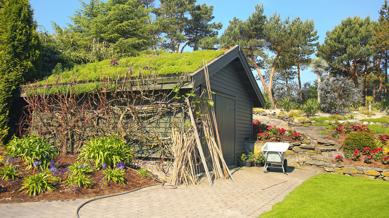 A moss roof growing on top of a shed as a green roof alternative