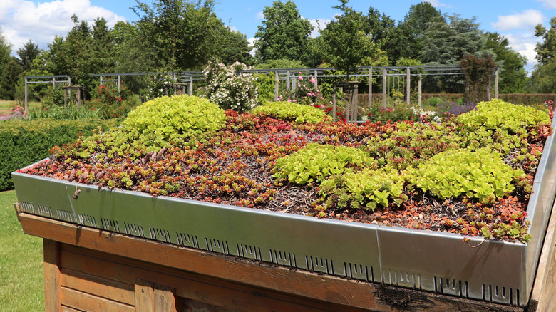 The roof of a small shed with a mix of plants on top