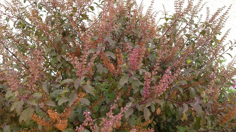 Holy basil plants in front of stucco wall