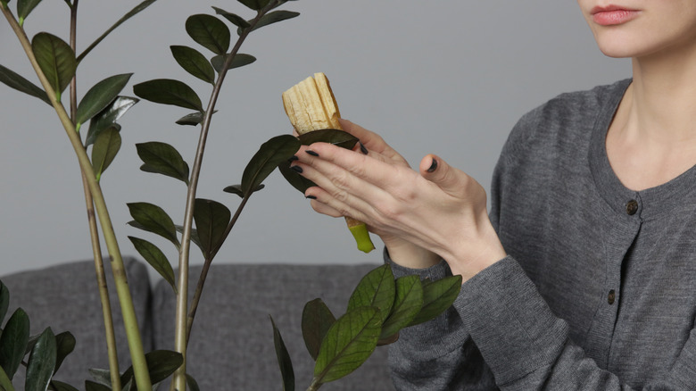 person cleaning plant leaves with banana peel