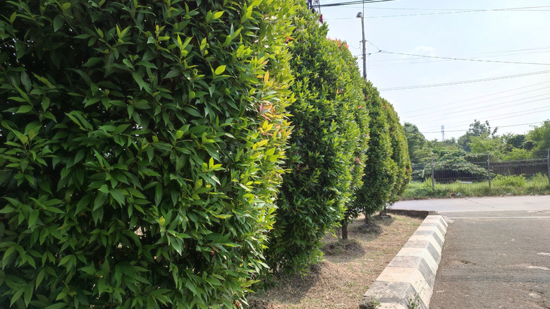 A well-manicured lilly pilly hedge with individually shaped shrubs
