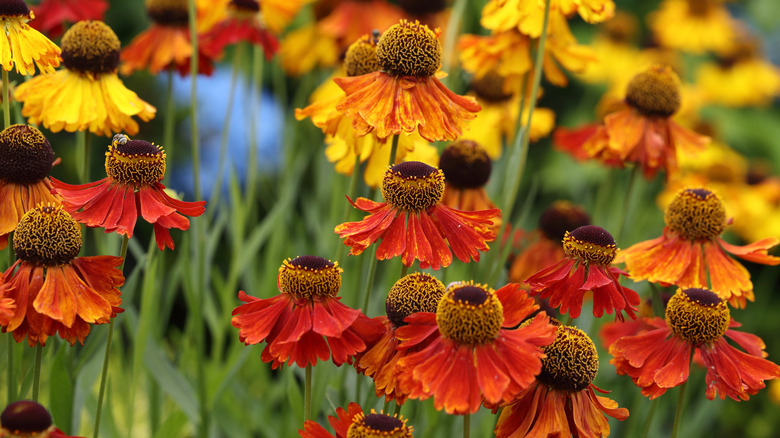 Reddish-orange, orange, and golden yellow flowers in focus against blurred green stems.
