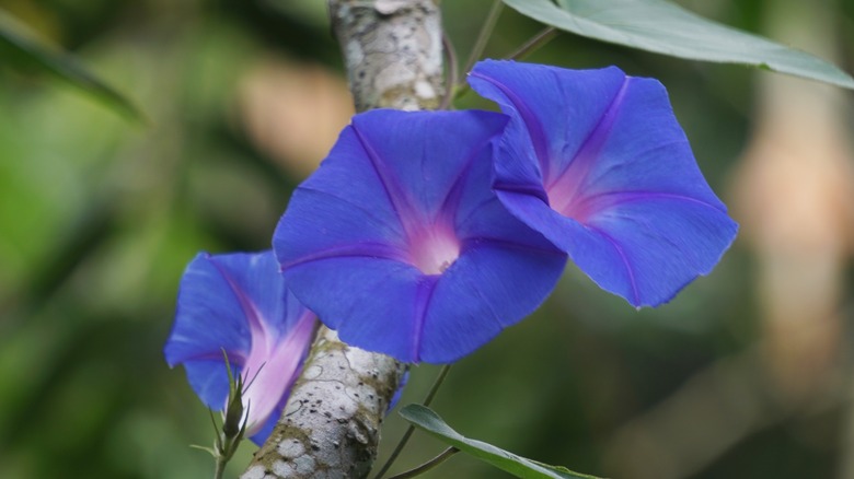morning glory vine