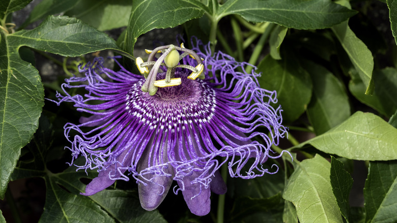 passionflower vine blooming