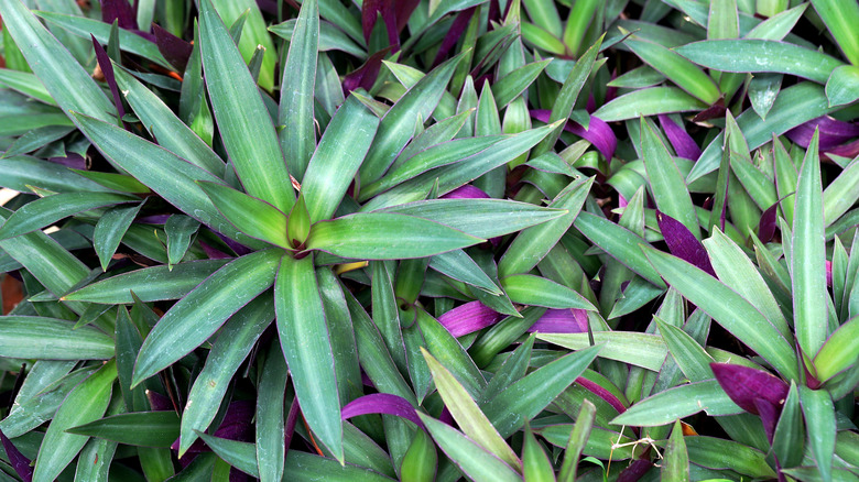 closeup on Moses-in-the-cradle foilage