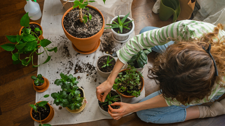 woman tending to variety of succulents indoors