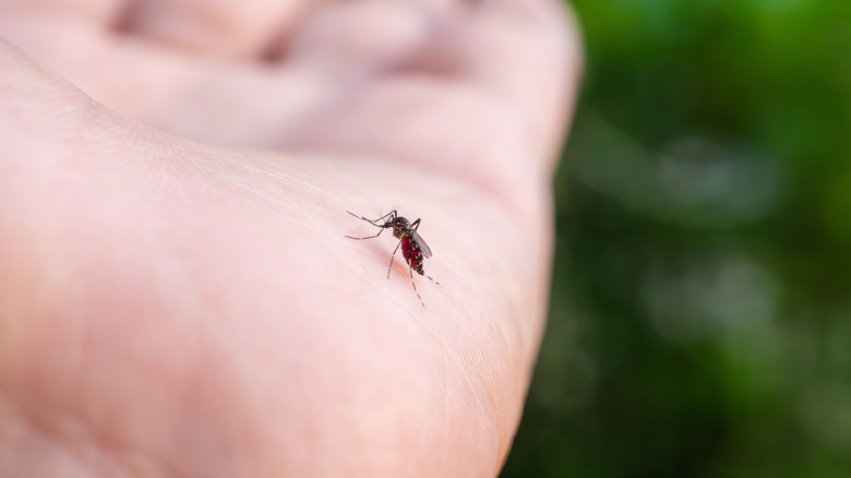 Mosquito resting on hand