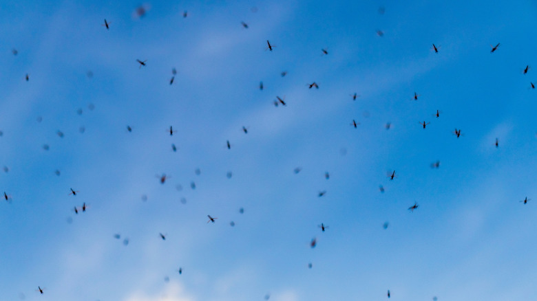 Up close view of midges