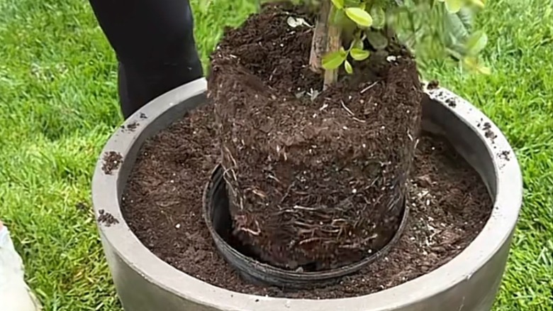 Making an exact size hole to plant in a larger pot