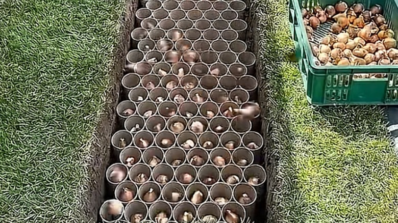 Putting tulips in cardboard tubes