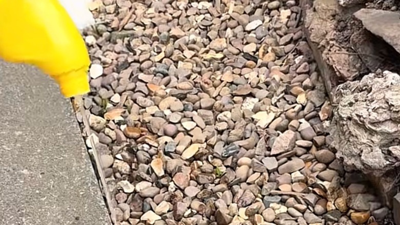 Pouring bleach on gravel