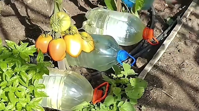Surrounding tomato plants with bottles of water
